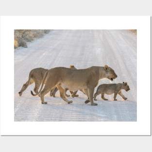 Namibia. Etosha National Park. Lioness with the Cubs Crossing Road. Posters and Art